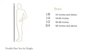 Human Height