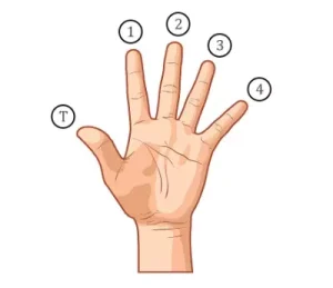 Hand fingers numbering