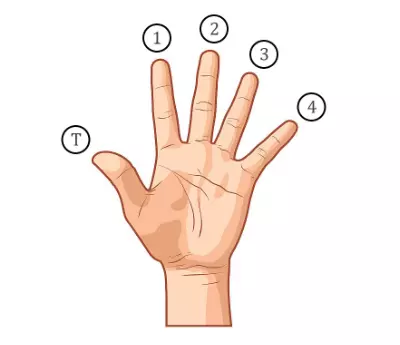 Hand fingers numbering